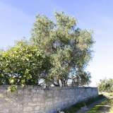 L'albero di ulivo pi� vecchio della strada 